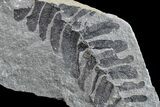 Pennsylvanian Fossil Fern (Neuropteris) Plate - Kentucky #154665-1
